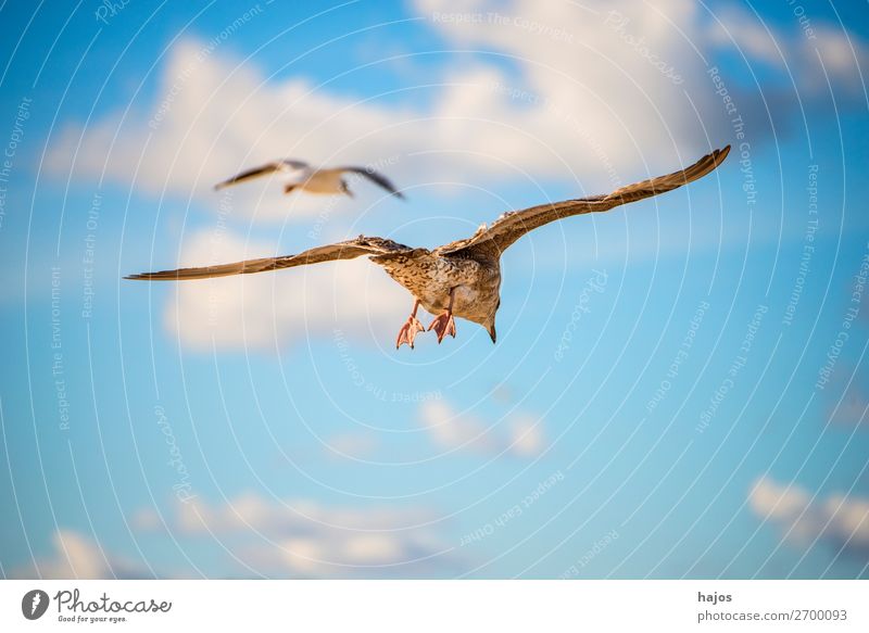 junge Silbermöwe im Flug über die Ostsee in Polen Kind Tier Vogel 2 blau braun grau Larus fuscus L. seagull flieg Himmel Fauna Möwe zwei Wolken Wildlife
