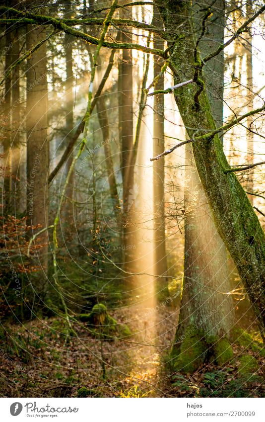 Sonnenstrahlen im Wald Erholung Winter Natur Wärme weich Idylle Beleuchtung Lichterscheinung Lichtschein Lichtspiel Sonnenlicht Spot hell Bäumen erleuchtet