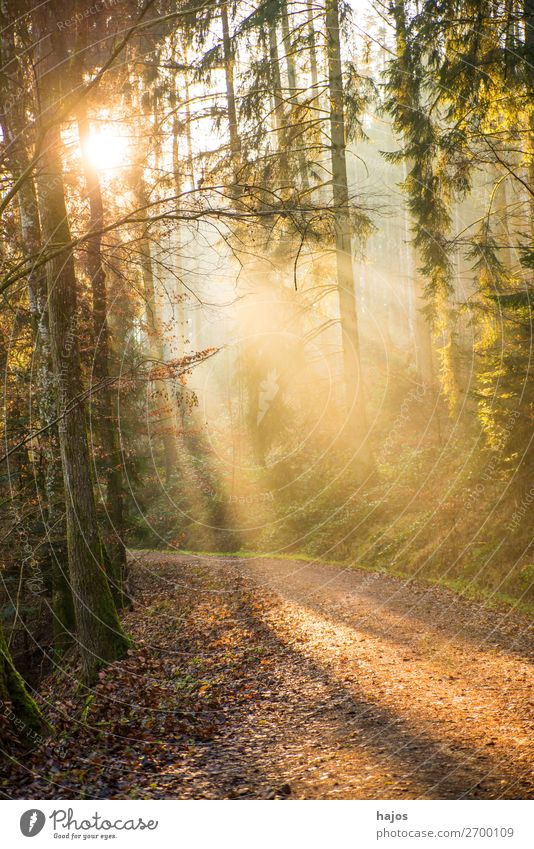 Sonnenstrahlen im Wald Erholung Winter Natur Wärme weich Idylle Strahlen Sonnenerscheinung Reflexion & Spiegelung mystisch romantisch hell Gegenlicht