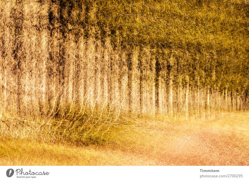 Schwarzwaldwald Umwelt Natur Pflanze Baum Sträucher Feld Wald Baumstamm Fichte Doppelbelichtung Farbfoto Außenaufnahme Menschenleer Abend