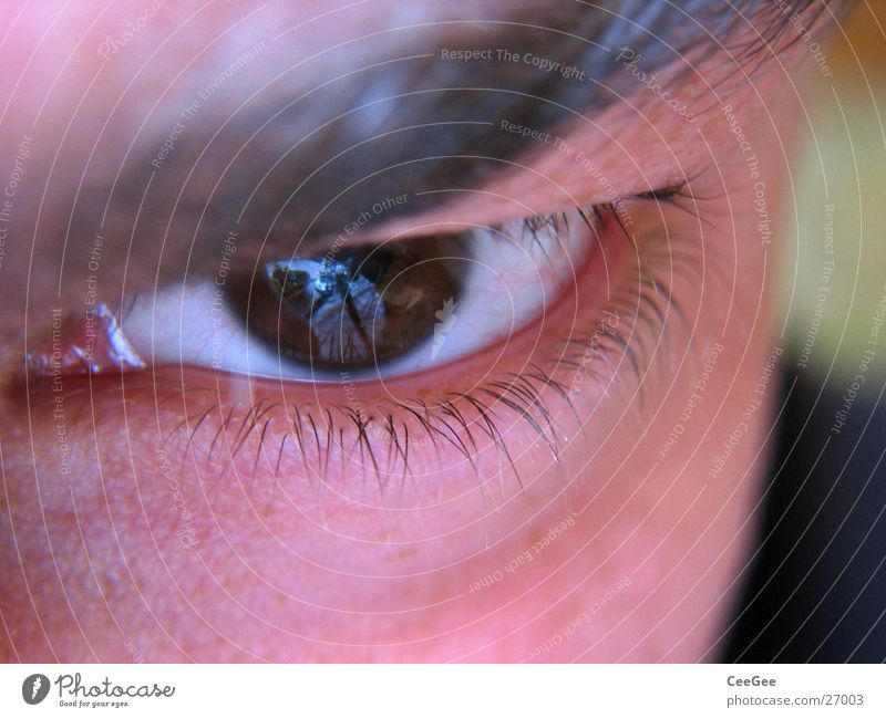 Durchblick Pupille weiß braun ernst Gefäße Wimpern fein Mann Auge Regenbogenhaut Mensch Haut Nahaufnahme Makroaufnahme Gesicht Blick Augenbraun anschaun