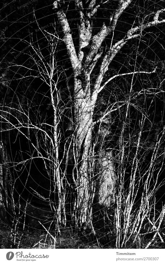 Schwarzwald, Teilansicht Umwelt Natur Pflanze Winter Baum Sträucher Wald einfach natürlich grau schwarz weiß Gefühle Schwarzweißfoto Außenaufnahme Menschenleer