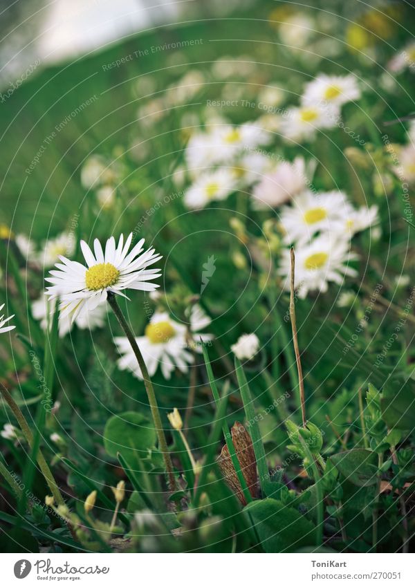 Blumenwiese Natur Pflanze Frühling Gras Blüte Wildpflanze Wiese gelb grün weiß Farbfoto Außenaufnahme Nahaufnahme Menschenleer Tag Licht Schwache Tiefenschärfe