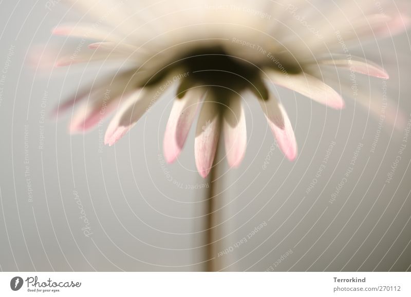 Hiddensee | . Gänseblümchen Blume Froschperspektive Unschärfe Schwache Tiefenschärfe Starke Tiefenschärfe weiß Blüte Blatt Blütenblatt Stengel Frühling Sommer