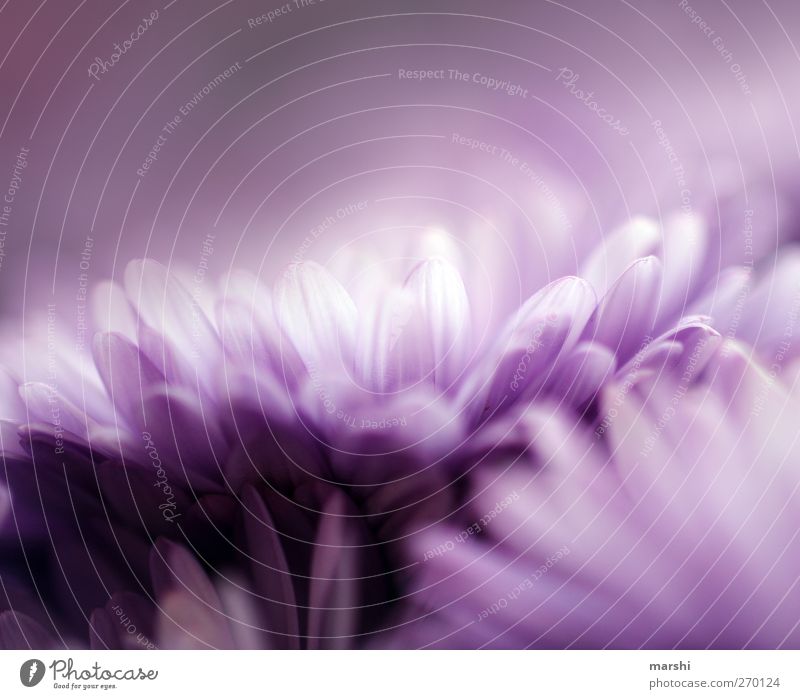 deep purple Natur Pflanze Frühling Sommer Blume Blüte violett zart Blütenblatt weich Farbfoto Nahaufnahme Detailaufnahme Makroaufnahme Tag Unschärfe