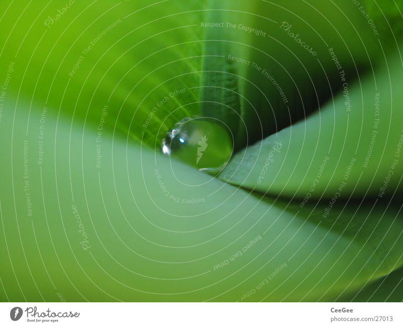 Perle der Natur Regen Pflanze grün Blume Makroaufnahme Nahaufnahme Wasser