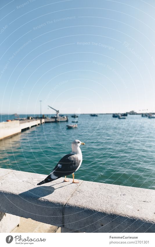 Seagull in front of port in Trafaria Hafenstadt Ferien & Urlaub & Reisen Möwe Portugal Sonne Sonnenstrahlen Meer Urlaubsstimmung Reisefotografie Farbfoto