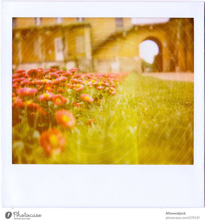 Jänseblümchen Gras Blüte grün rot Frühlingsgefühle Gänseblümchen Beet Rasen Farbfoto Außenaufnahme Polaroid Menschenleer Tag Schwache Tiefenschärfe