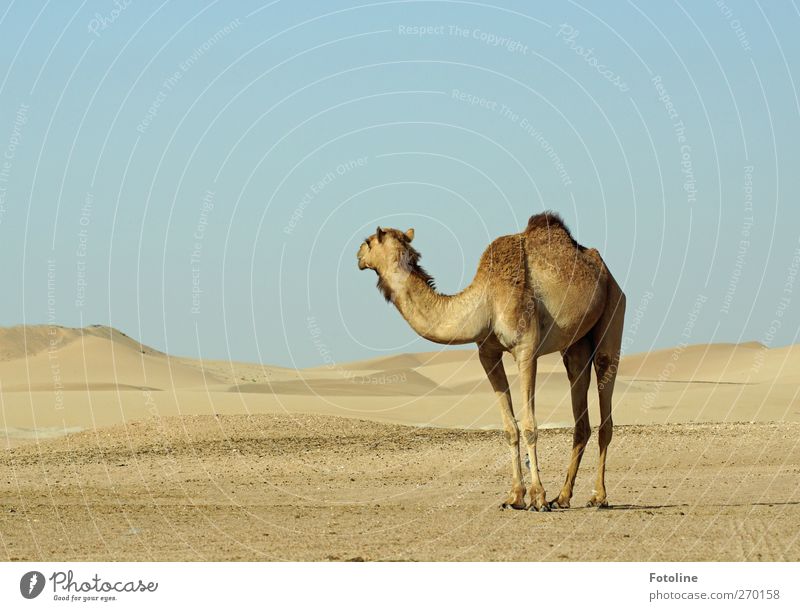 Abu Dhabi {Für Haus Poseritz 2} Umwelt Natur Landschaft Tier Urelemente Erde Sand Sommer Wärme Dürre Wüste Nutztier Fell 1 heiß hell natürlich Dromedar