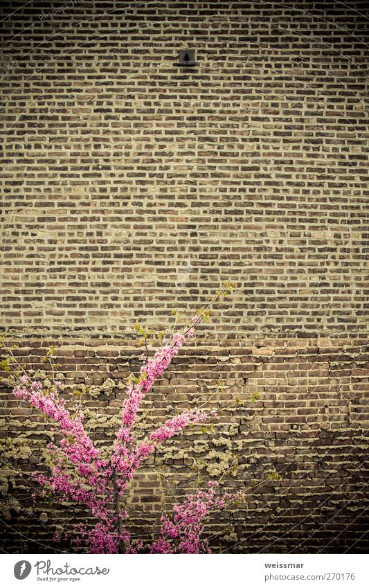 Mauerkämpfer Natur Sonnenlicht Pflanze Sträucher New York City USA Nordamerika Stadt Wand positiv Wärme braun mehrfarbig rosa Kontrast Farbfoto Gedeckte Farben