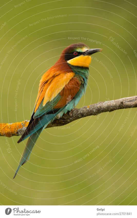 Kleiner Vogel mit schönem Gefieder exotisch Freiheit Natur Tier Biene glänzend füttern hell wild blau gelb grün rot weiß Farbe Tierwelt Bienenfresser Apiaster