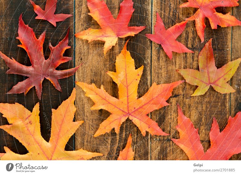 Farben aus dem Herbst Umwelt Natur Pflanze Klima Baum Blatt Wald Holz hell natürlich braun gelb gold rot fallen Jahreszeiten orange Ahorn Venen Konsistenz