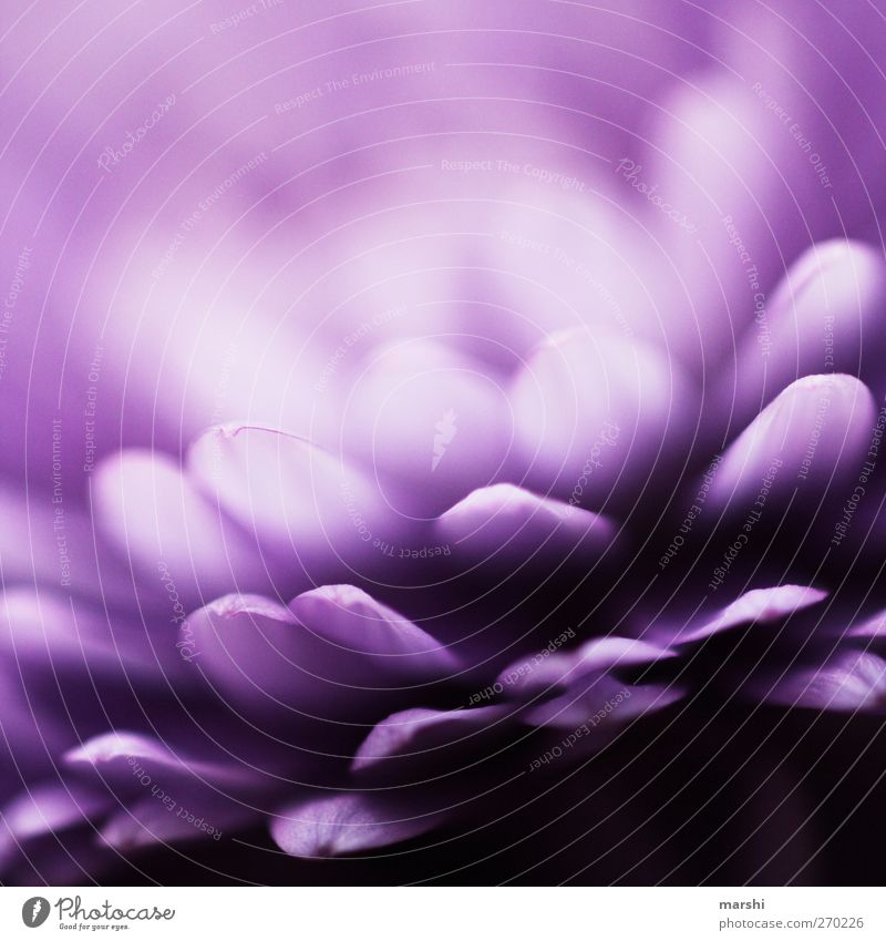 die Leichtigkeit des Seins Pflanze Blume Blatt Blüte violett weiß abstrakt Blütenblatt blütenblattartig leicht Farbfoto Nahaufnahme Detailaufnahme Makroaufnahme