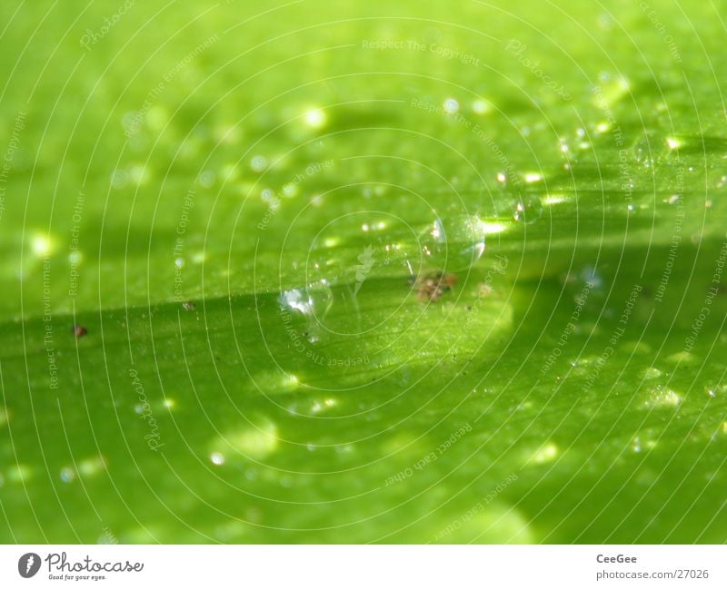 Tröpfchen 3 Blatt Pflanze grün feucht nass Makroaufnahme Nahaufnahme Wasser Regen Wassertropfen