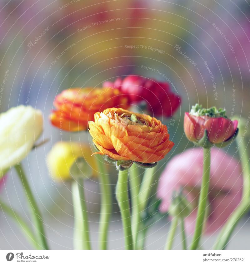 Schön bunt Pflanze Frühling Sommer Blume Blatt Blüte Ranunkel Dekoration & Verzierung Blumenstrauß Bild ästhetisch positiv mehrfarbig gelb orange rosa rot