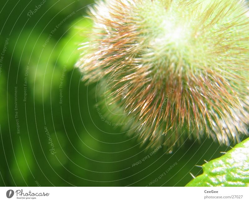 Pfingstrosenknolle Knolle Blüte Pflanze grün rund Blume Natur Nahaufnahme Kugel Stachel Haare & Frisuren