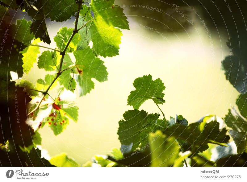 Rebblick. Umwelt Natur Landschaft Pflanze ästhetisch Wein Weinberg Weintrauben Weinlese Weinbau Italien Weinsorten grün reif Farbfoto Gedeckte Farben