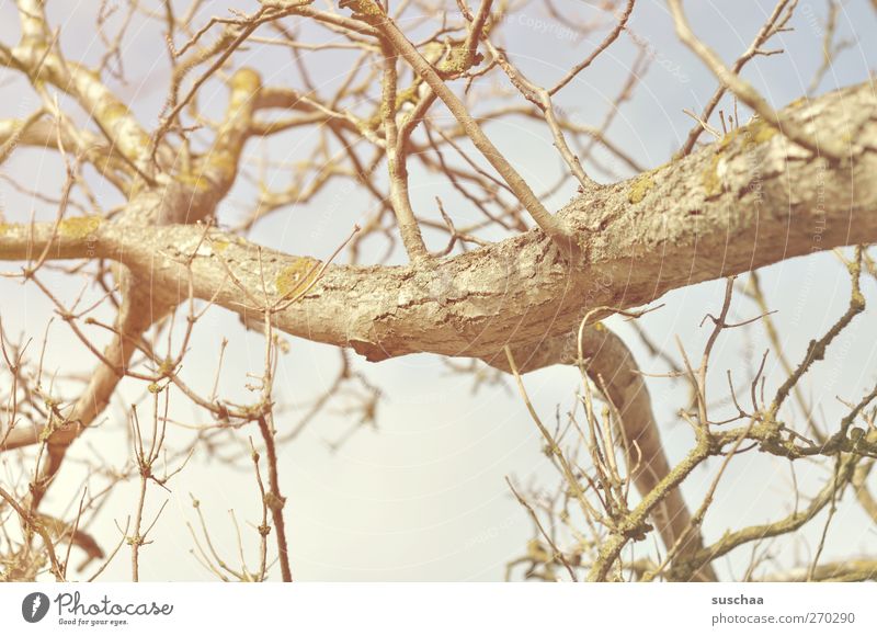 Äste Umwelt Natur Luft Himmel Sonnenlicht Frühling Winter Klima Schönes Wetter Dürre Baum Holz Hoffnung Umweltschutz kahl Ast Zweige u. Äste verzweigt