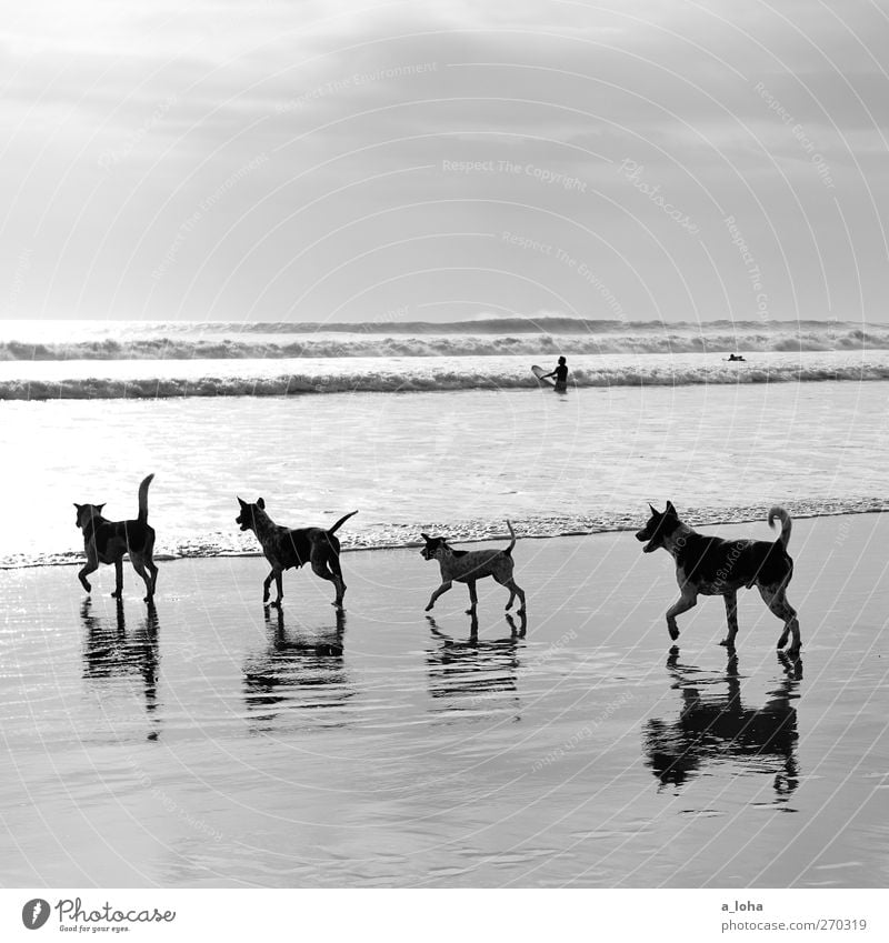 auf den hund gekommen Natur Landschaft Sand Wasser Himmel Horizont Sommer Schönes Wetter Wellen Küste Strand Meer Tier Haustier Hund 4 Tiergruppe Rudel