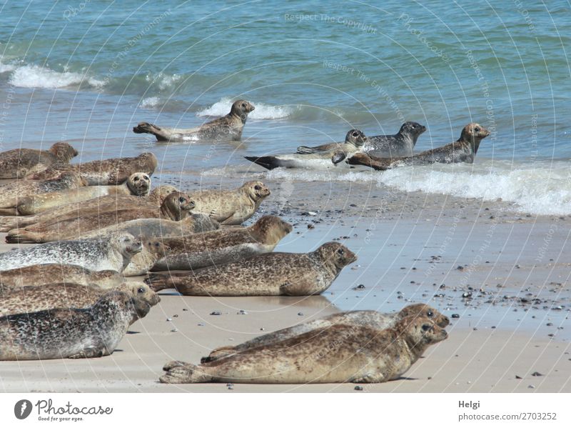 viele Kegelrobben liegen am Strand und im Wasser auf der Düne von Helgoland Ferien & Urlaub & Reisen Sommer Umwelt Natur Tier Schönes Wetter Küste Nordsee Insel