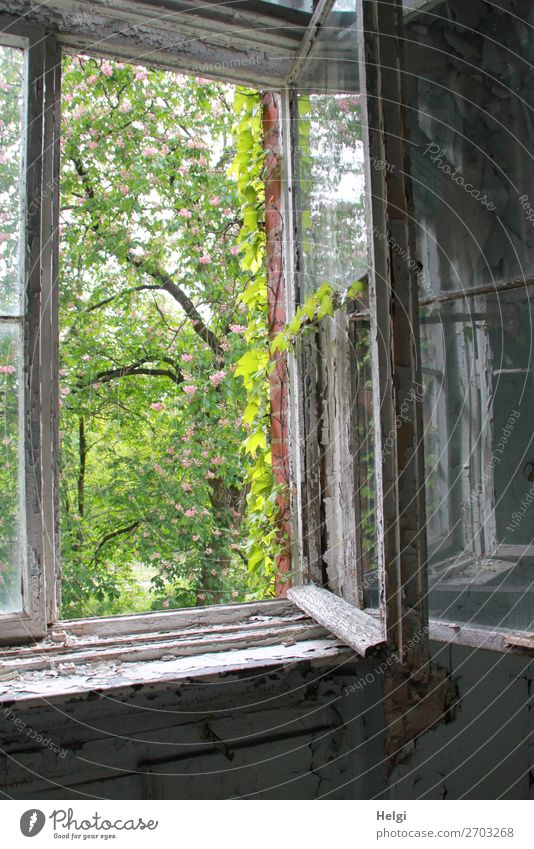 geöffnetes altes Fenster in einem verfallenen Gebäude mit Blick in einen Frühlingsgarten Umwelt Natur Pflanze Schönes Wetter Baum Blatt Weinblatt Haus Mauer