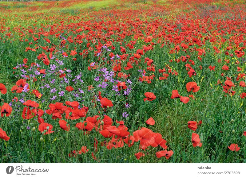 Feld mit rot blühendem Mohn an einem Frühlingstag Sommer Natur Landschaft Pflanze Blume Gras Blatt Blüte Wildpflanze Wiese Blühend frisch hell natürlich wild
