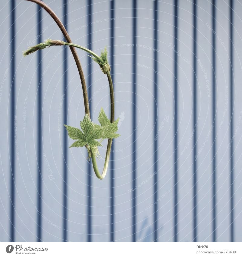 Schwungvoll Garage Garagentor Natur Pflanze Frühling Grünpflanze Wein Ranke Garten Tor Metall Linie Streifen Schleife hängen Wachstum ästhetisch elegant blau