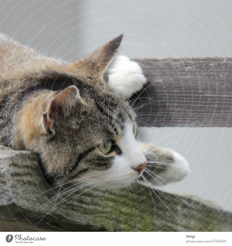 Detailaufnahme, Kopf und Pfoten einer Katze, die auf einem Holzbrett liegt Tier Haustier 1 beobachten liegen Blick einzigartig natürlich Neugier braun grau