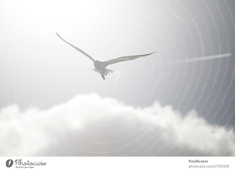 #AS# High White Kunst Kunstwerk ästhetisch fliegen Vogel Vogelperspektive Vogelflug Möwe Möwenvögel fliegend Leichtigkeit hell Sommer Sonne Küste Tier Farbfoto