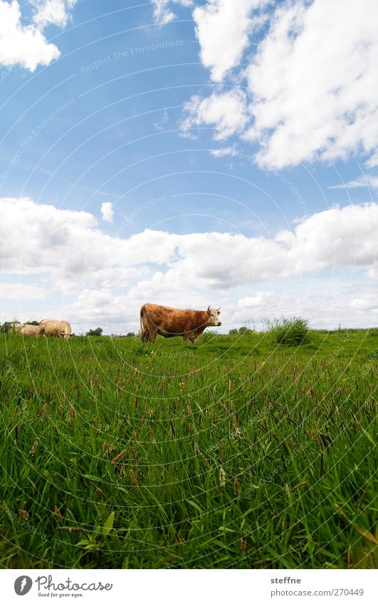 vorsicht, die bullen kommen! Himmel Wolken Schönes Wetter Gras Wiese Feld Nutztier Kuh Bulle 1 Tier saftig Weide muhen Farbfoto Außenaufnahme Tierporträt
