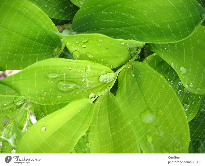 Wasser im Grünen Pflanze Blume grün nass feucht Blatt Makroaufnahme Nahaufnahme Regen Wassertropfen Natur Zweig