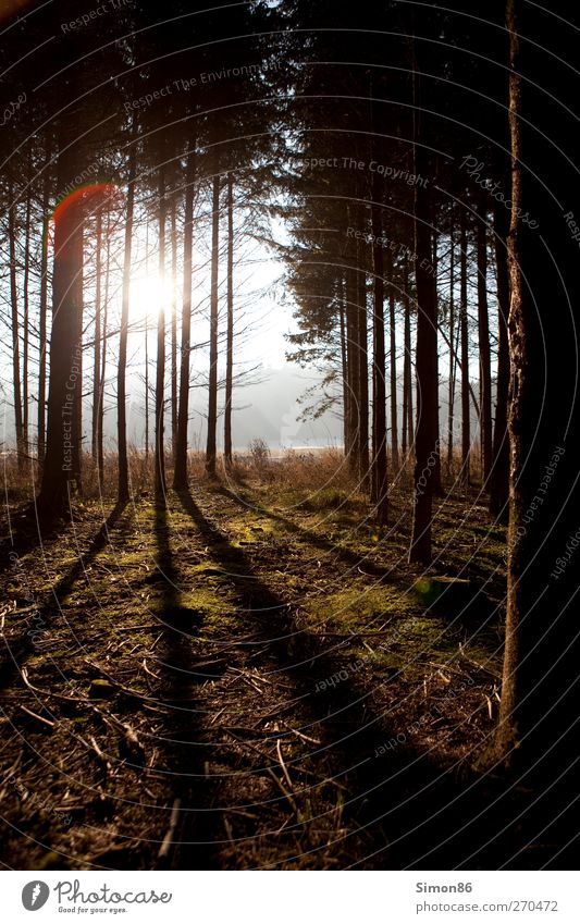 dark wood Natur Landschaft Schönes Wetter Pflanze Baum Moos Wald Blühend Wachstum bedrohlich dunkel wild Sicherheit Schutz Angst Erholung