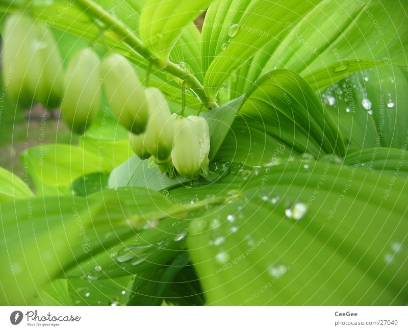 Wasser im Grünen 3 Pflanze Blume grün nass feucht Blatt Blüte weiß hängend Makroaufnahme Nahaufnahme Regen Wassertropfen Natur Zweig Reihe