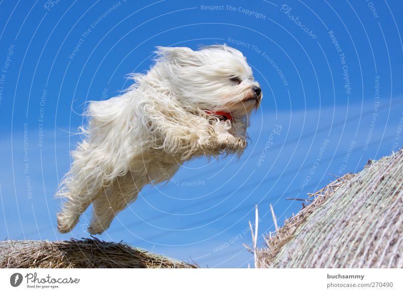 Fliegender Havaneser Natur Luft Fell langhaarig Tier Haustier Hund 1 fliegen Spielen springen sportlich außergewöhnlich Coolness Glück Geschwindigkeit wild blau