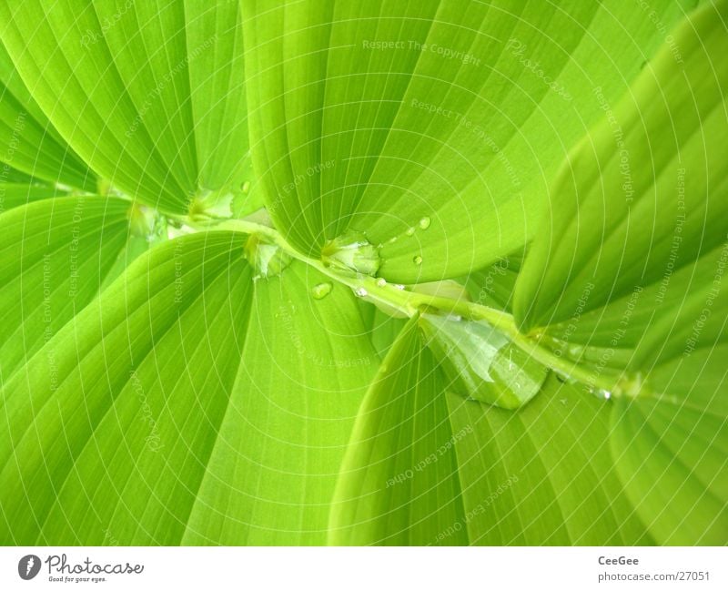 Wasser im Grünen 4 Pflanze Blume grün nass feucht Blatt Makroaufnahme Nahaufnahme Regen Wassertropfen Natur Zweig Treppe