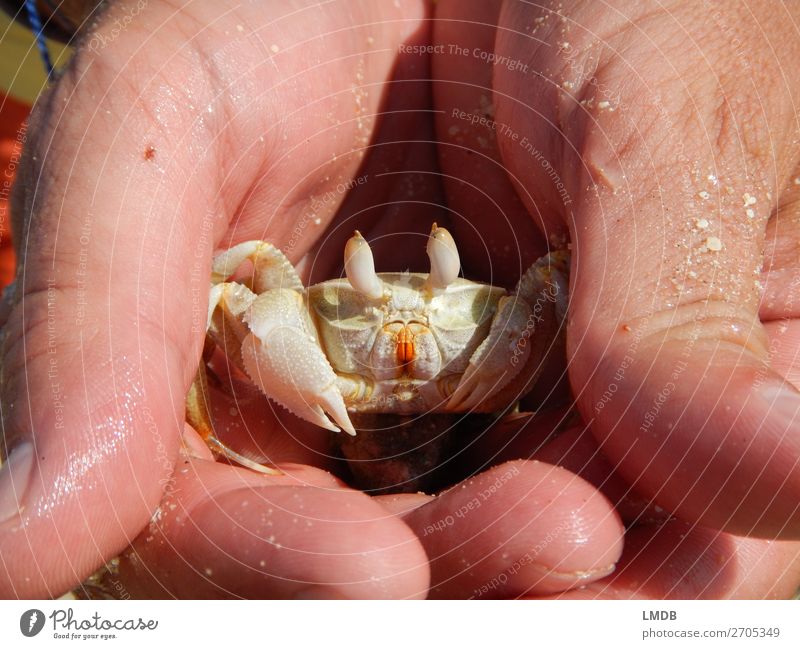 Kleine Krabbe erwischt Tier Wildtier 1 Fürsorge gefangen festhalten Auge Schere Strand behutsam sanft Geborgenheit entdecken Lebewesen Farbfoto Außenaufnahme