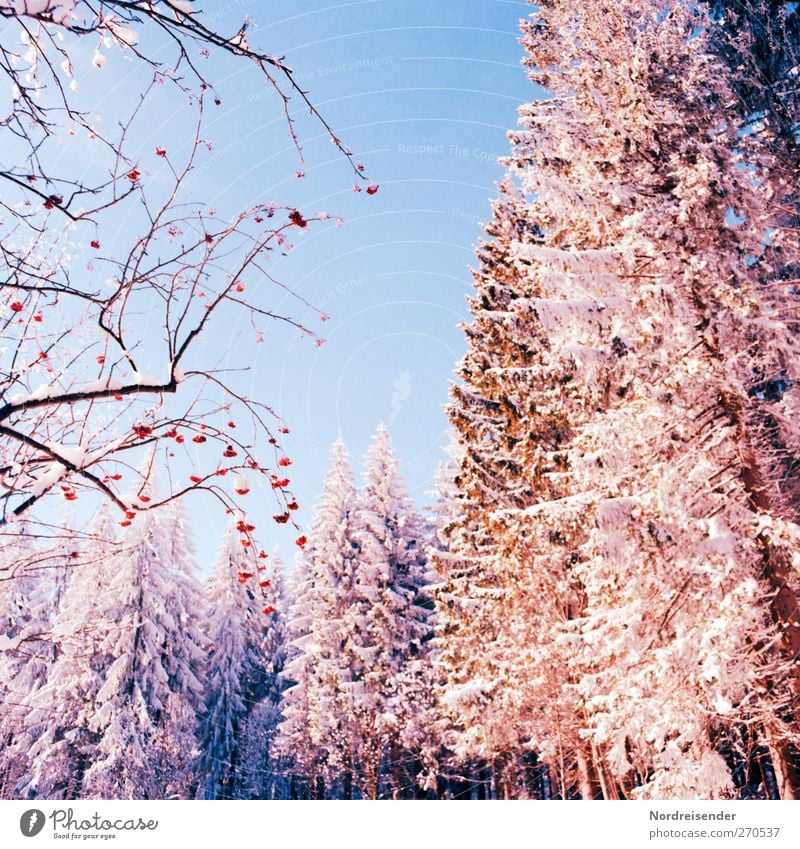 Vogelbeeren Leben Sinnesorgane ruhig Winter Schnee Winterurlaub Natur Landschaft Pflanze Wolkenloser Himmel Schönes Wetter Eis Frost Baum Sträucher Wildpflanze
