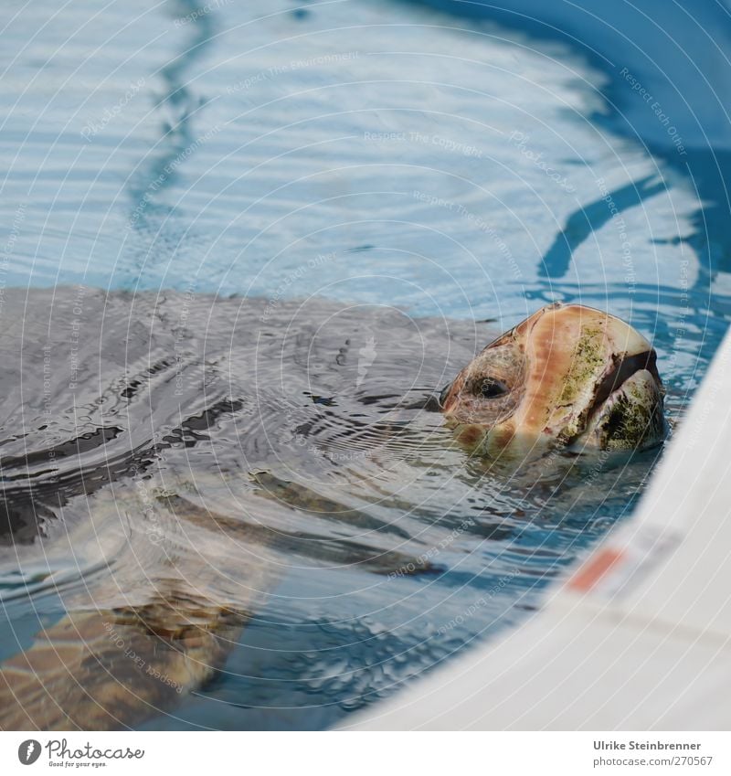 Luft holen Tier Wildtier Zoo Aquarium Schildkröte Grüne Meeresschildkörte 1 alt atmen Schwimmen & Baden Blick Traurigkeit exotisch nass Sicherheit Schutz