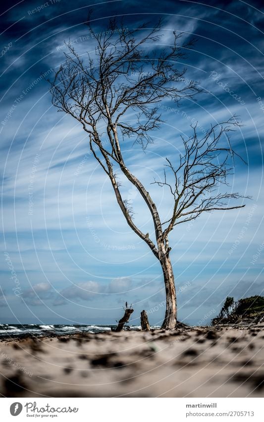 Einsamer Baum am Strand wartet auf die nächste Sturmflut Ferien & Urlaub & Reisen Tourismus Ausflug Meer Natur Landschaft Himmel Wolken Klima Klimawandel Wind