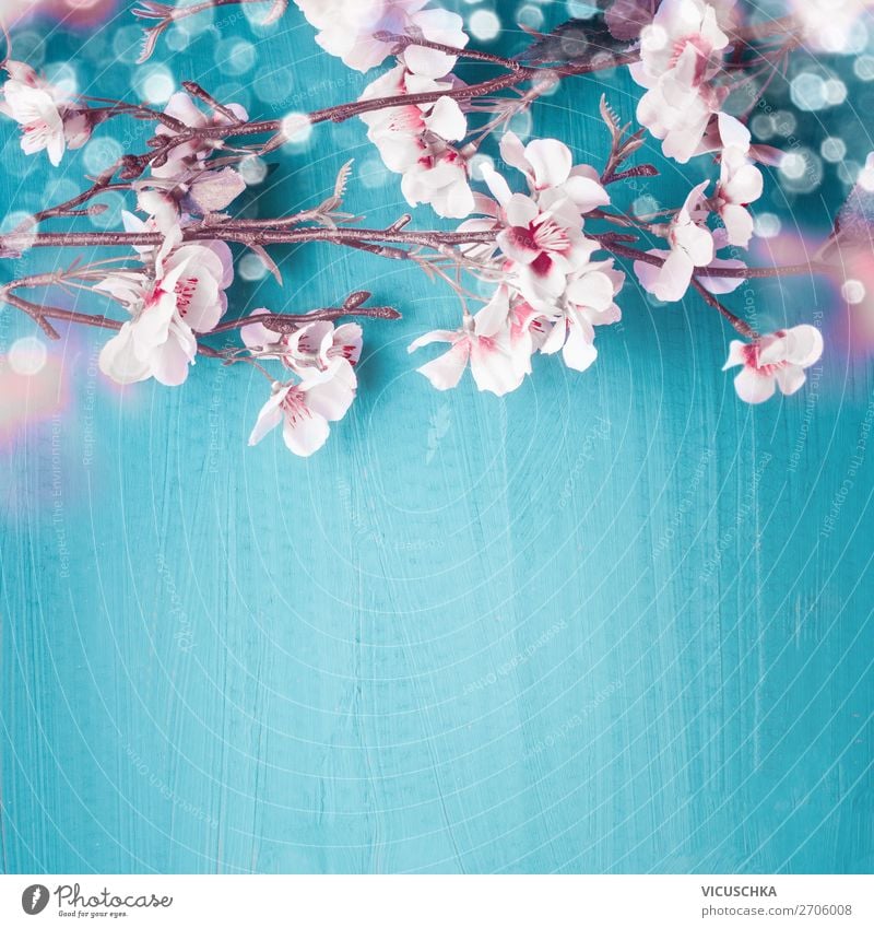 Kirschblüten auf türkis mit Bokeh, Frühling Hintergrund Stil Design Feste & Feiern Natur Pflanze Blatt Blüte Dekoration & Verzierung Blumenstrauß