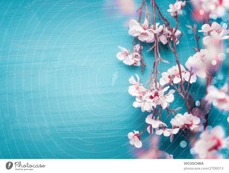 Frühlings Kirschblüten Zweige auf türkis blau Stil Design Dekoration & Verzierung Feste & Feiern Natur Pflanze Blume Blatt Blüte trendy rosa weiß