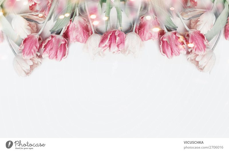 Pastell rosa Tulpen auf weißem Hintergrund Stil Design Dekoration & Verzierung Feste & Feiern Valentinstag Muttertag Hochzeit Geburtstag Pflanze Frühling Blume