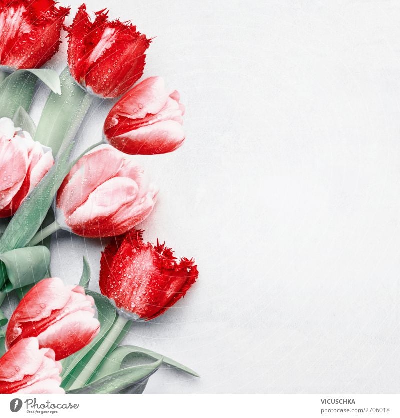 Rote Tulpen im Hintergrund, Ansicht von oben. Festliche Frühlingsblumen. Florales Komponieren. Frühlingsfeiertag und Begrüßungskonzept. Kopierraum für Ihr Design