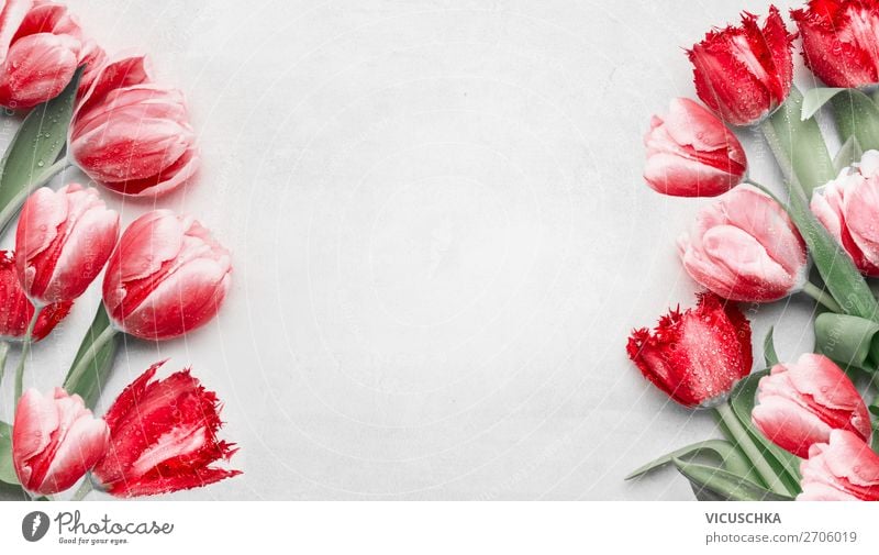 Rote Tulpen Hintergrund Rahmen kaufen Design Valentinstag Muttertag Geburtstag Natur Pflanze Frühling Dekoration & Verzierung Blumenstrauß Hintergrundbild