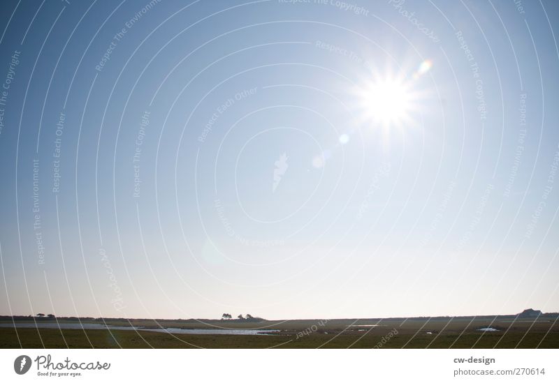 Hiddensee | Flaches Land Natur Landschaft Pflanze Erde Himmel Wolkenloser Himmel Sonne Frühling Sommer Schönes Wetter Windflüchter Wiese Feld Ostsee Insel Moor