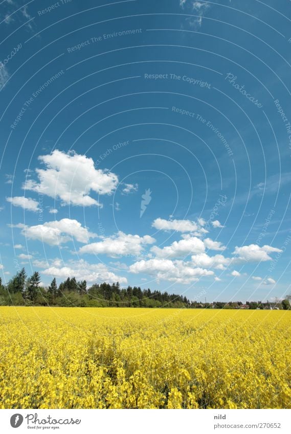 Weiß-blau-grün-gelb Umwelt Natur Landschaft Himmel Wolken Frühling Schönes Wetter Pflanze Nutzpflanze Raps Feld Landwirtschaft Bioprodukte Biokraftstoff