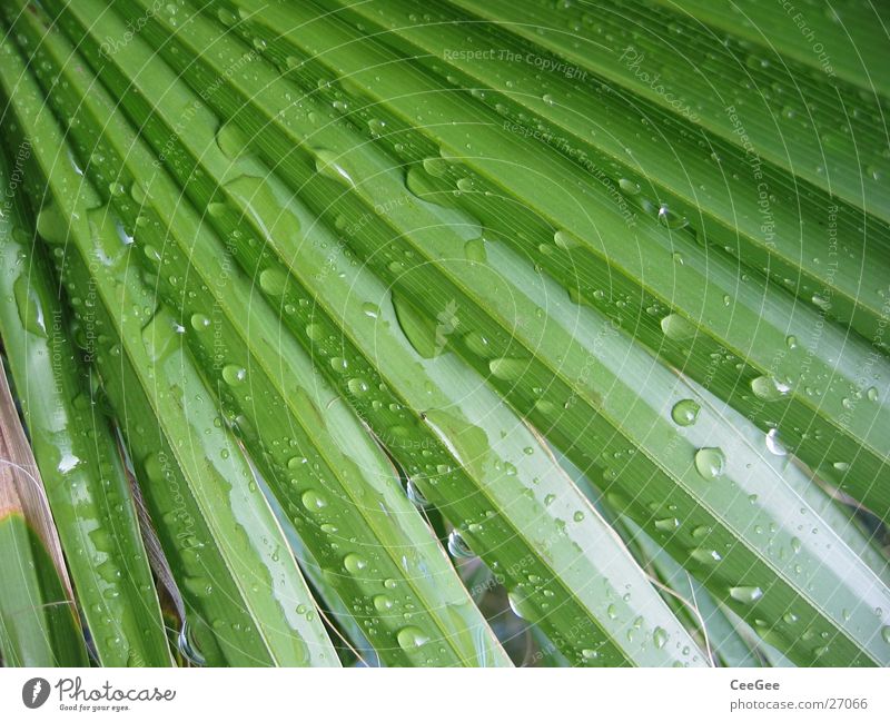 nach dem Regen Blatt Palme grün Pflanze Wasser Natur Nahaufnahme Makroaufnahme Strukturen & Formen Linie