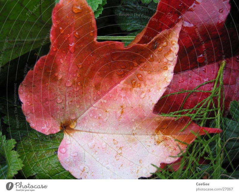 Blatt Herbst Wilder Wein rot Regen Pflanze nass feucht Natur Wassertropfen