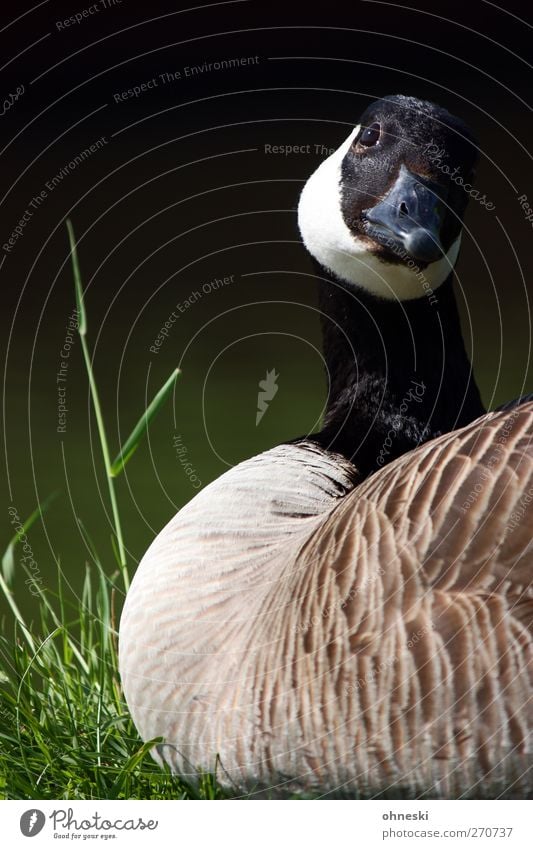 Gans schön. Natur Tier Wiese Wildtier Vogel 1 liegen Idylle Farbfoto Außenaufnahme Textfreiraum links Tierporträt