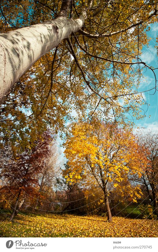 It´s Määätschik Umwelt Natur Landschaft Pflanze Urelemente Luft Himmel Herbst Klima Schönes Wetter Baum Blatt Wald Wachstum groß lustig verrückt blau gelb